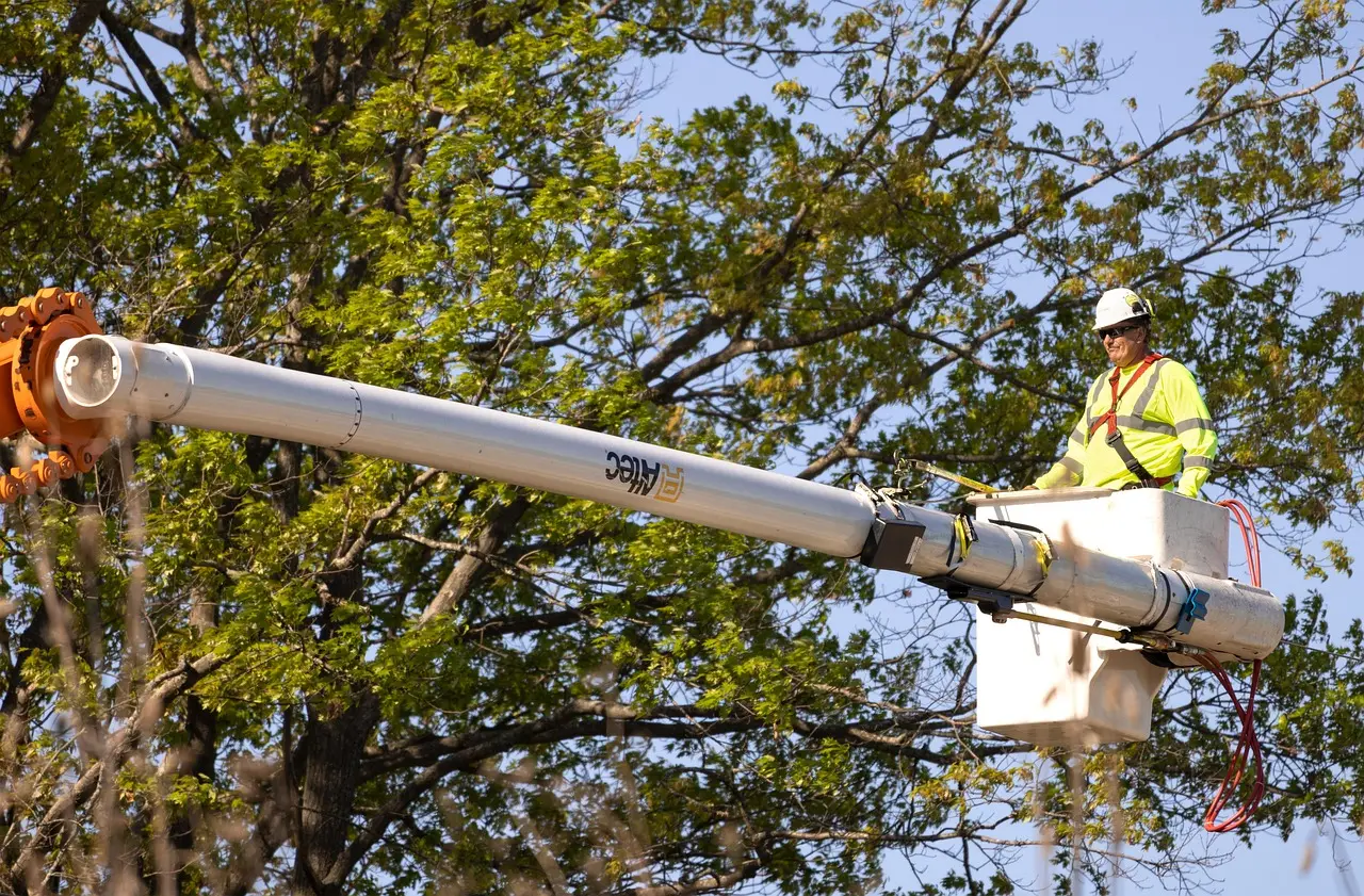 Tree cutting service in Wilmington NC