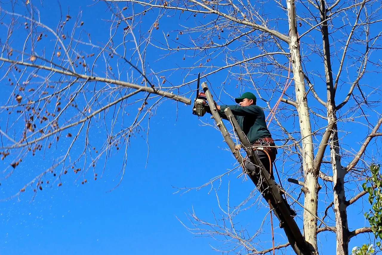 Tree removal service in Leland NC